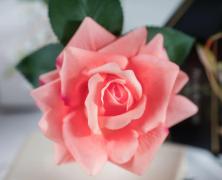 Ароматизированная роза Cote Noire French Rose White Peach black - фото 2