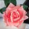 Ароматизированная роза Cote Noire French Rose White Peach black - фото 2