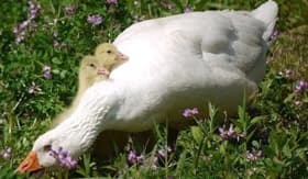Белый гусь - поставщик гусиного пуха