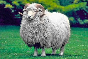 Новозеландские овцы - лучший источник шерсти для пледов