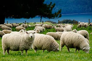 Новозеландская шерсть - экологически чистый материал для пледов