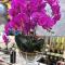 Ароматизированный букет Cote Noire Centerpiece Tall Purple Orchids - фото 1
