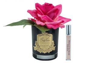 Ароматизированная роза Cote Noire French Rose Magenta black - основновное изображение